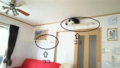 ���ĳ���������